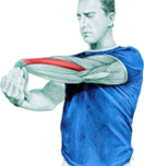 Forearm extensor